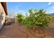 Spacious backyard featuring gravel, citrus trees, and mature landscaping with block wall, offering plenty of privacy at 1708 W Gambit Trl, Phoenix, AZ 85085