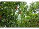 Lush orange tree bearing ripe fruit in the backyard landscape at 26293 W Runion Ln, Buckeye, AZ 85396