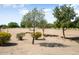 Scenic golf course view featuring mature trees, desert landscaping and a blue sky at 18514 N Laguna Azul Ct, Surprise, AZ 85374