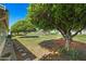 Lush backyard featuring mature shade trees providing privacy and a serene outdoor space at 11012 W Caron Dr, Sun City, AZ 85351