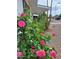 Charming front yard featuring vibrant rose bushes lining the exterior of this lovely home at 639 N 57Th Pl, Mesa, AZ 85205