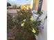 Charming home with a colorful rose bush in the front yard at 639 N 57Th Pl, Mesa, AZ 85205