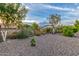 A spacious backyard with gravel landscaping, mature trees, and privacy fencing at 136 N 236Th Ave, Buckeye, AZ 85396