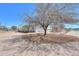 Spacious yard with a mature mesquite tree providing ample shade for outdoor living at 49853 W Jean Dr, Maricopa, AZ 85139