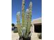 Desert landscape with a tall saguaro cactus in bloom near the home's garage at 6372 W Hill Ln, Glendale, AZ 85310