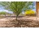 Backyard featuring well grown tree and a swing in the center at 2167 W Ethan Ct, San Tan Valley, AZ 85144