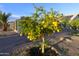 Backyard with an orange tree full of ripe fruits and a privacy fence at 9732 N Penworth Dr, Casa Grande, AZ 85122