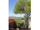 Well-manicured landscape featuring desert plants, a mature tree, and mountain views at 11645 E Bella Vista Dr, Scottsdale, AZ 85259