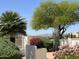 Well-manicured landscape featuring desert plants, a palm tree, and mountain views at 11645 E Bella Vista Dr, Scottsdale, AZ 85259