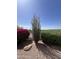 Well-maintained backyard landscape featuring native desert plants at 11645 E Bella Vista Dr, Scottsdale, AZ 85259