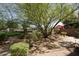 Backyard with large shade tree, decorative gravel, privacy fence, and manicured shrubs at 11837 N 40Th Pl, Phoenix, AZ 85028