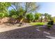 A spacious backyard featuring well-maintained grass, gravel, and a tree canopy at 13514 W Banff Ln, Surprise, AZ 85379