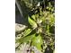 Close-up of flowers on a plant with green leaves outdoors at 4741 W Annette Cir, Glendale, AZ 85308