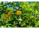 Lush citrus tree bearing ripe fruit against a sunny sky, adding natural beauty to the property at 15430 N 51St Pl, Scottsdale, AZ 85254
