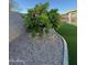 Backyard featuring a fruit tree and artificial grass lawn at 20822 N 42Nd. Ave, Glendale, AZ 85308