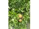 Lush fruit tree bearing ripe fruit, enhancing the property's landscape and offering fresh produce at 1934 E Hale St, Mesa, AZ 85203