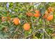 Close up of an orange tree featuring ripe oranges and dark green leaves against a bright background at 7630 E Vaquero Dr, Scottsdale, AZ 85258