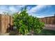 Charming backyard with mature fruit tree at 2002 S Apache Dr, Apache Junction, AZ 85120