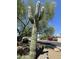 Front yard landscaping with a tall Saguaro cactus with trees on a sunny day at 5601 E Monte Cristo Ave, Scottsdale, AZ 85254