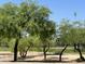 Green community park featuring grassy field, mature trees, and open space under sunny skies at 5601 E Monte Cristo Ave, Scottsdale, AZ 85254
