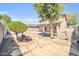 Large backyard featuring mature trees, desert landscaping, and a covered patio at 14521 W Gelding Dr, Surprise, AZ 85379
