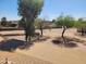 Desert-landscaped yard with trees at 51089 W Julie Ln, Maricopa, AZ 85139