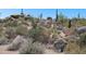 Close up of desert vegetation with rock formations and saguaros at 11451 E Christmas Cholla Dr, Scottsdale, AZ 85255