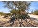 Desert landscaping surrounds the driveway and entrance to this beautiful home at 23520 N 80Th Way, Scottsdale, AZ 85255