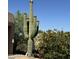 Tall saguaro cactus with white flowers, complemented by a lush desert landscape at 8625 E Camino Vivaz --, Scottsdale, AZ 85255