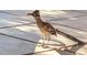 Roadrunner captured in a detailed, high-resolution shot in the yard at 8625 E Camino Vivaz --, Scottsdale, AZ 85255