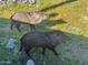Two javelinas spotted amongst green grass and rocks in the yard at 8625 E Camino Vivaz --, Scottsdale, AZ 85255