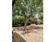 Spacious backyard featuring mature tree and ample shade at 22744 E Carla Vista Dr, Mesa, AZ 85212