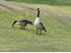 Two geese on the green of a well-maintained golf course at 9908 E Medina Ave, Mesa, AZ 85209