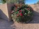 Close up of flowering bush in a garden at 637 E Kramer St, Mesa, AZ 85203