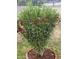 Landscaped yard featuring a vibrant flowering shrub at 1740 W Crescent Ave, Mesa, AZ 85202