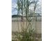 Landscaped yard featuring tall vibrant plants at 1740 W Crescent Ave, Mesa, AZ 85202