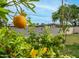 A close up shot of an orange tree growing in the backyard at 4630 N 12Th Pl, Phoenix, AZ 85014