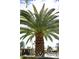 A close-up view of a tall palm tree in a well-maintained community, blue skies in the background at 4800 N 68Th St # 314, Scottsdale, AZ 85251