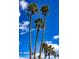 Towering palm trees against a vibrant blue sky offer shade and enhance the property's curb appeal at 4800 N 68Th St # 314, Scottsdale, AZ 85251