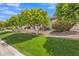 Lush front lawn with vibrant green grass, mature trees, and well-maintained landscaping enhances curb appeal at 3461 E Indigo Cir, Mesa, AZ 85213