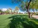 Lush green community park with mature trees offering shade and a serene environment at 4364 S Tatum Ln, Gilbert, AZ 85297