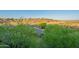 Scenic view from a residential property showcasing native desert landscaping and a neighborhood street at 16336 E Ridgeline Dr, Fountain Hills, AZ 85268