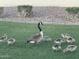 Green grass in the front yard inhabited by a goose and several goslings at 1833 W Mead Pl, Chandler, AZ 85248