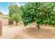 A fenced backyard offers privacy and a serene environment with mature trees at 10653 E Lindner Cir, Mesa, AZ 85209