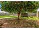 Lush backyard with fruit tree, ample space, and privacy fencing, ideal for outdoor enjoyment and relaxation at 1143 E 7Th St, Mesa, AZ 85203