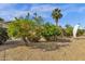 Lush backyard landscaping featuring citrus and palm trees providing great shade at 4249 E Nightingale Ln, Gilbert, AZ 85298