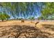 Large backyard with scattered trees, dry grass, and fencing, providing a sense of open space at 330 W Minnezona Ave, Phoenix, AZ 85013