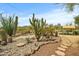Expansive backyard featuring lush cacti, native plants, and a charming covered patio, perfect for desert living at 39606 N 3Rd Ave, Phoenix, AZ 85086
