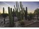 Backyard with desert landscape, showcasing various cacti and natural surroundings at dusk at 9690 W Martin Rd, Casa Grande, AZ 85194