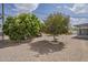 Backyard showcasing mature shade trees at 5317 E Baltimore St, Mesa, AZ 85205
